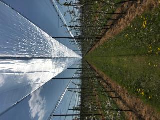 Ochrona_przeciwgrdowa_Biala_Rawska_3