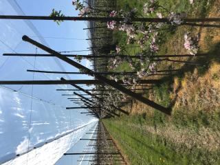 Ochrona_przeciwgrdowa_Biala_Rawska_3