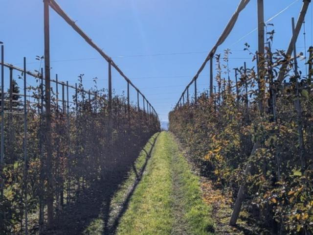 Siatka_na_zime_jablon