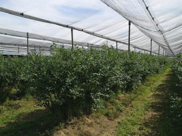 Borówka_amerykańska_konstrukcja_przeciwgradowa_1