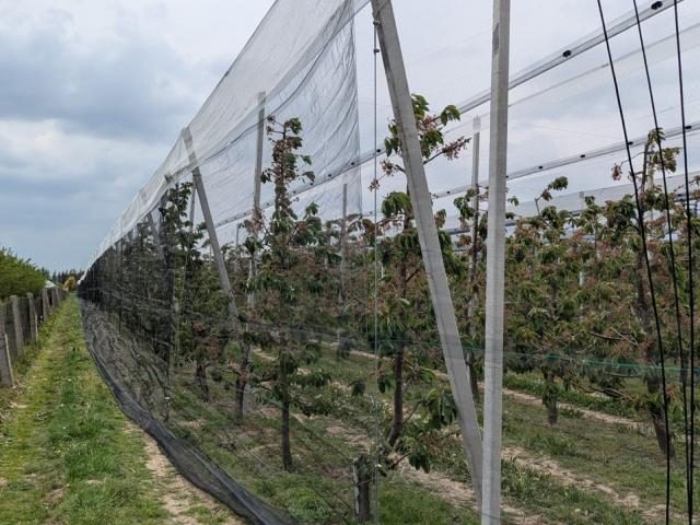 Konstrukcja ochronna na plantacje czereśni
