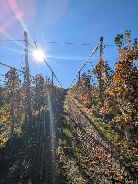 Siatka_na_zime_jablon_3