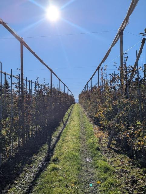 Siatka_na_zime_jablon_2