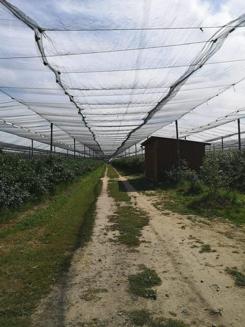 Borówka_amerykańska_konstrukcja_przeciwgradowa_2