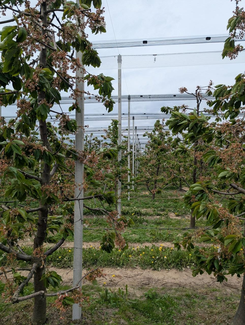 Konstrukcja ochronna na plantacji czereśni_3