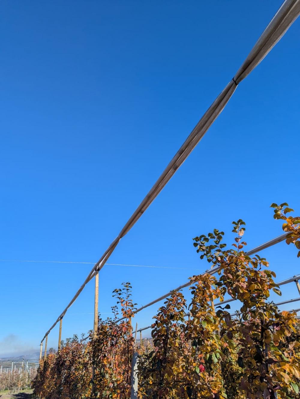 Siatka_na_zime_jablon_5