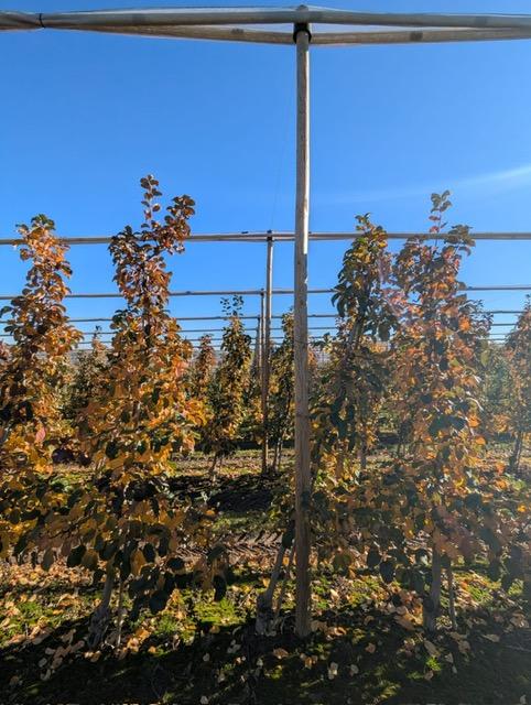 Siatka_na_zime_jablon_4