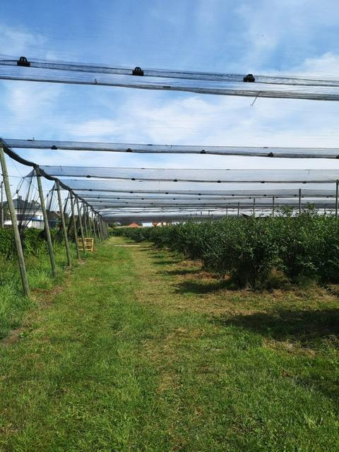 Borówka_amerykańska_konstrukcja_przeciwgradowa_3