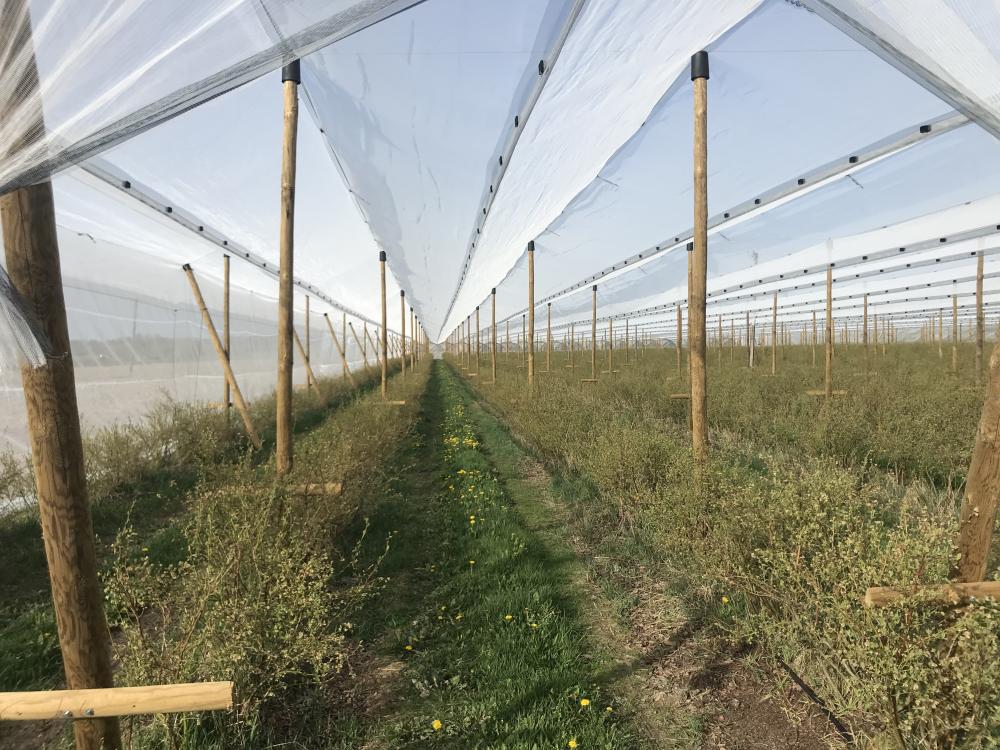 Konstrukcja_przeciwdeszczowa_borowka_2024