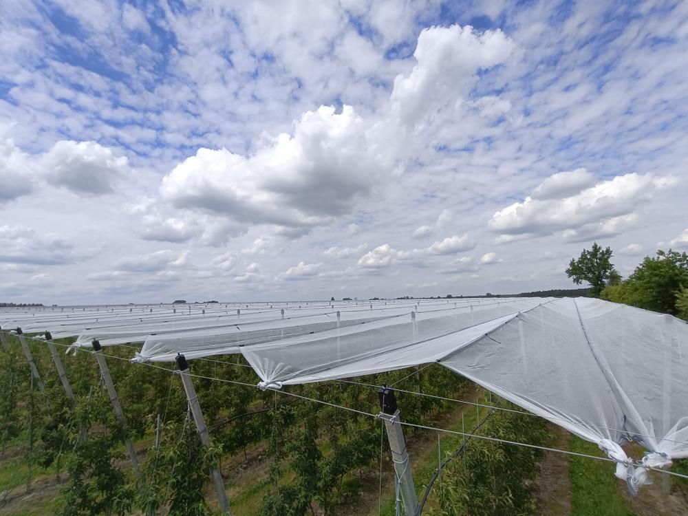 Konstrukcja_przeciwgradowa_jablonie_grusze_3