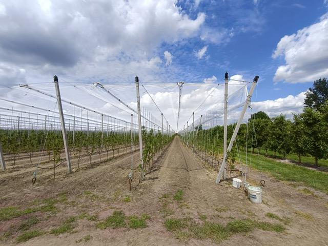 Konstrukcja_przeciwgradowa_jablonie_grusze_9