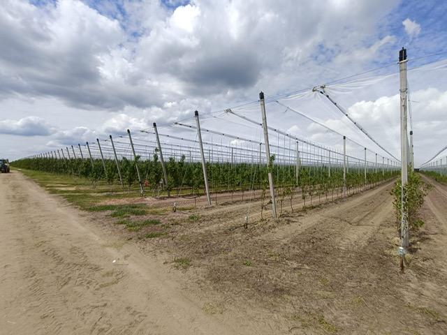 Konstrukcja_przeciwgradowa_jablonie_grusze_6