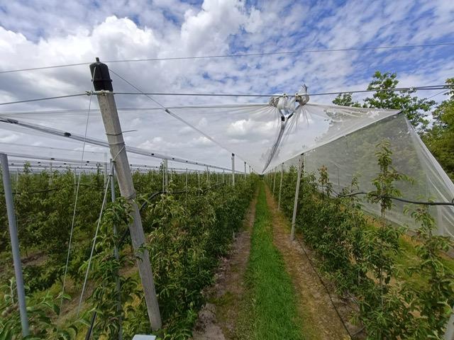 Konstrukcja_przeciwgradowa_jablonie_grusze_2