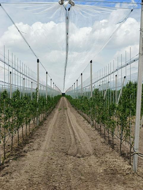 Konstrukcja_przeciwgradowa_jablonie_grusze_8