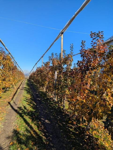 Siatka_na_zime_jablon_6