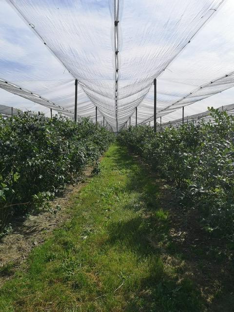 Borówka_amerykańska_konstrukcja_przeciwgradowa_4