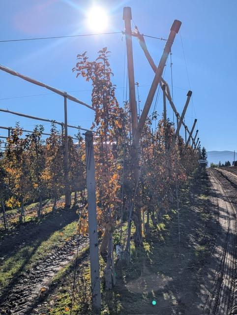 Siatka_na_zime_jablon_1