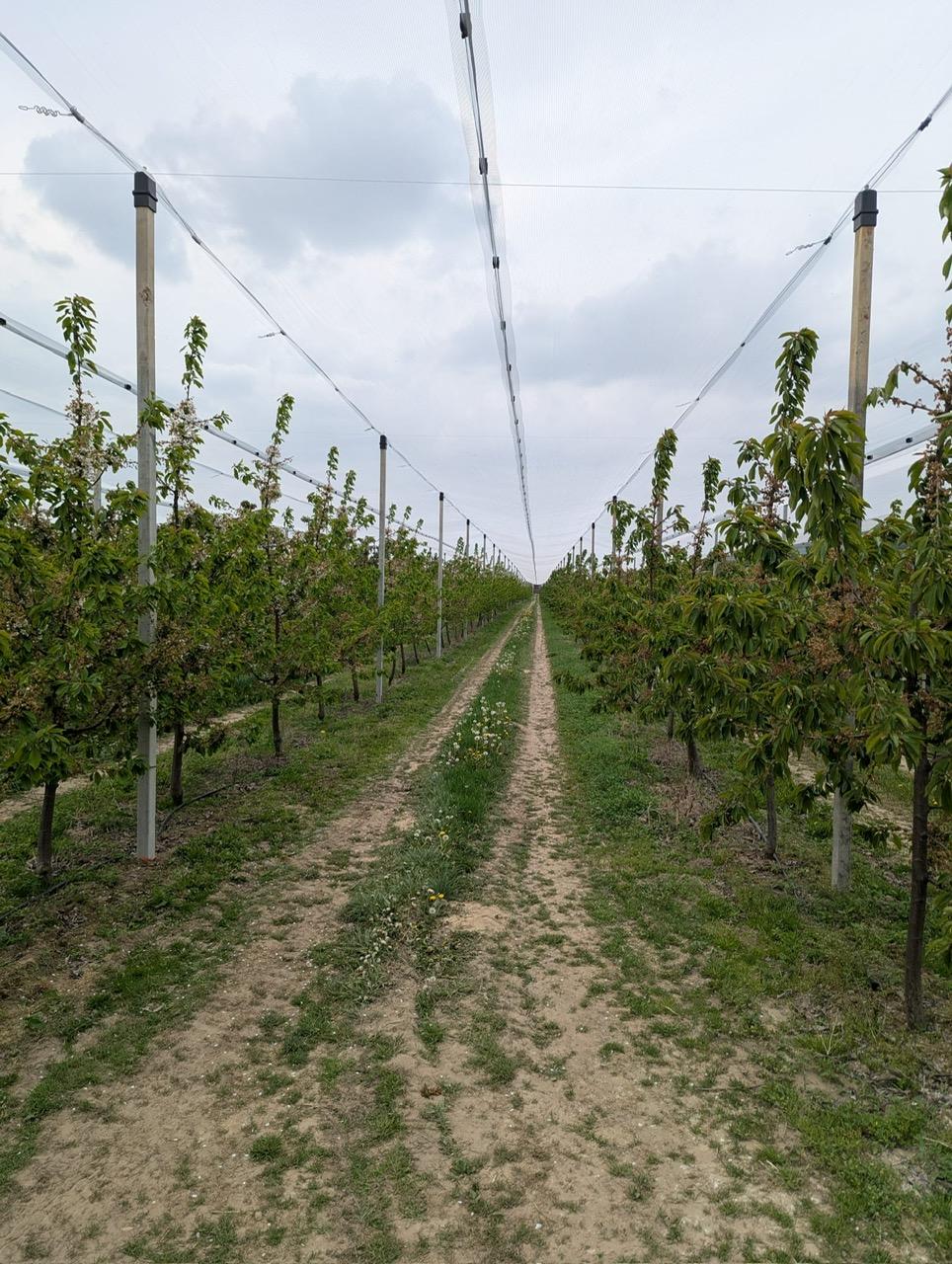 Konstrukcja ochronna na plantacji czereśni_1