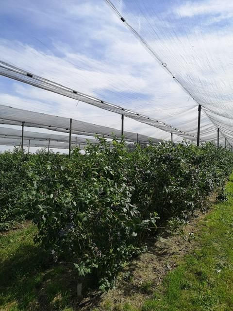 Borówka_amerykańska_konstrukcja_przeciwgradowa_5