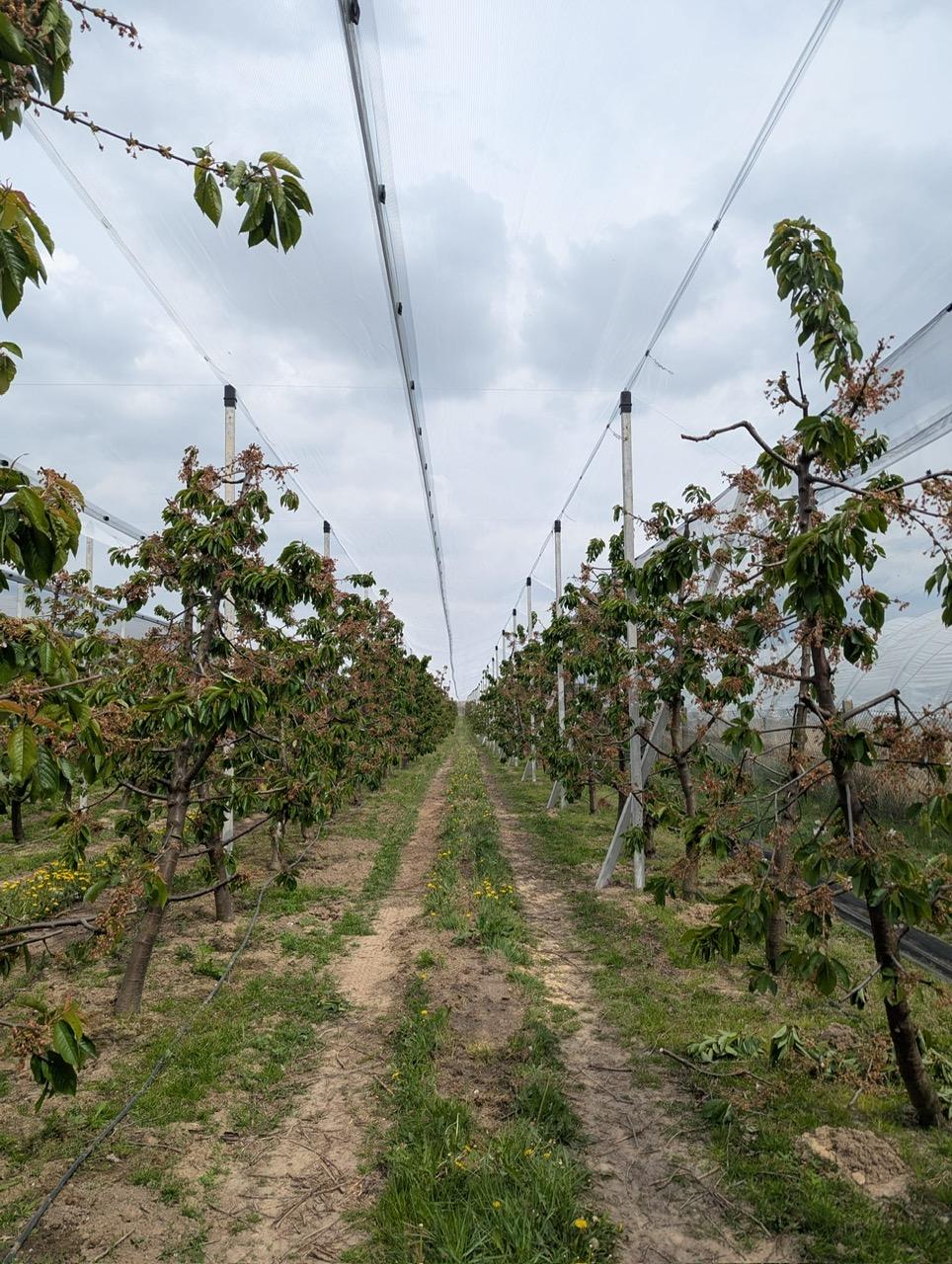 Konstrukcja ochronna na plantacji czereśni_5