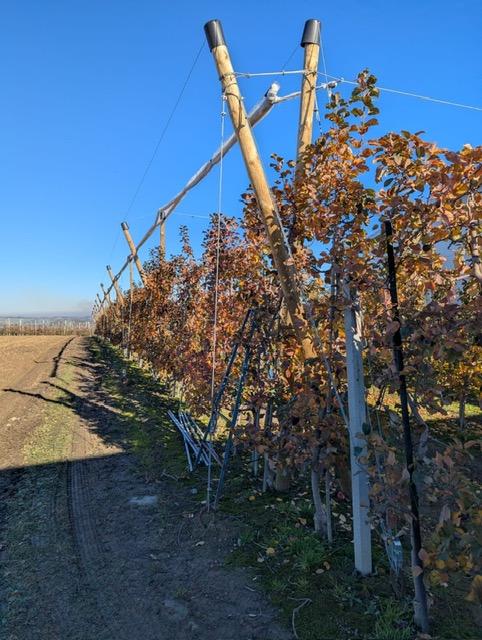 Siatka_na_zime_jablon_7