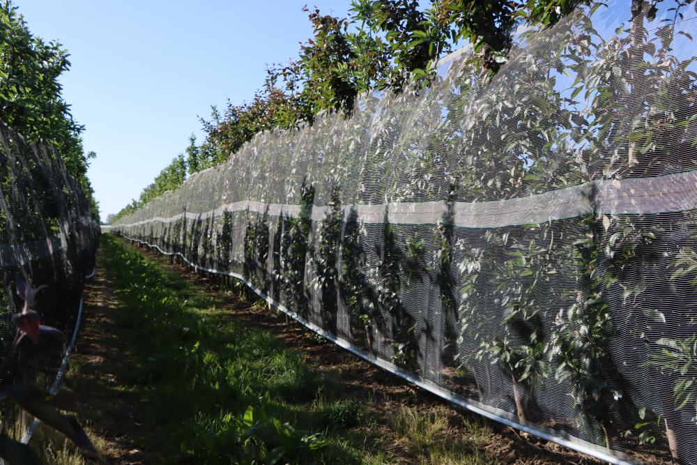 Whailex - ochrona pojedynczych rzędów