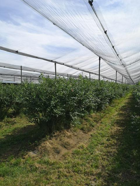 Borówka_amerykańska_konstrukcja_przeciwgradowa_1