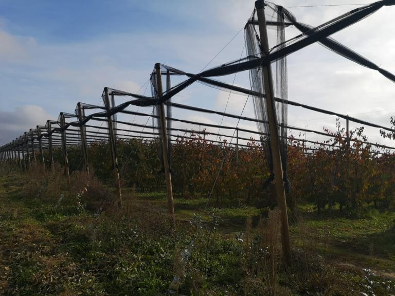 Siatka_przeciwgradowa_sad_czeresniowy