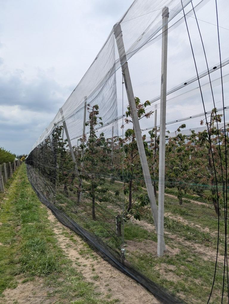 Konstrukcja ochronna na plantacje czereśni