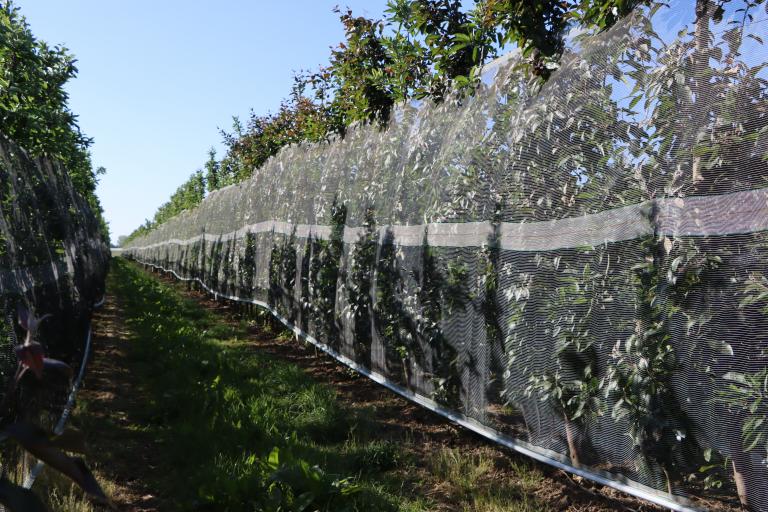 Whailex - ochrona pojedynczych rzędów