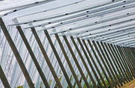 Pale frontowe w sadzie