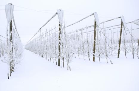 zwinięta siatka zimą